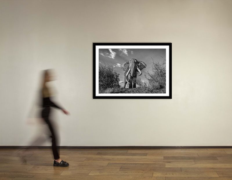 36 x 48 in., edition of 15